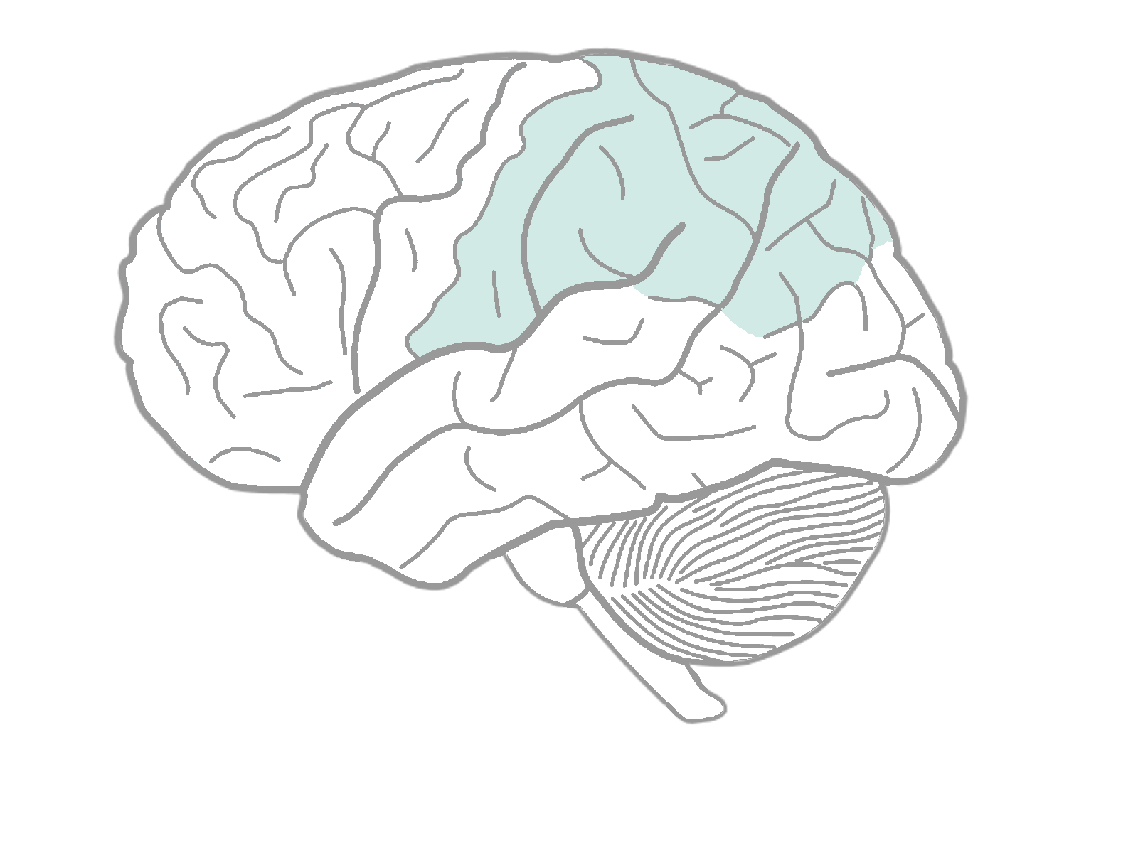 Brain 81. Мозг человека рисунок. Дерево мозг. Мозг схема для педагогов. Мозг из листьев.