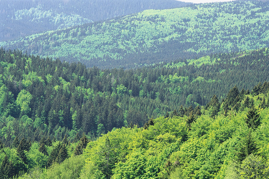 Рельеф природной зоны тайги. Смешанные и широколиственные леса Евразии. Зона широколиственных лесов Евразия. Широколиственные леса Евразии растительный мир.