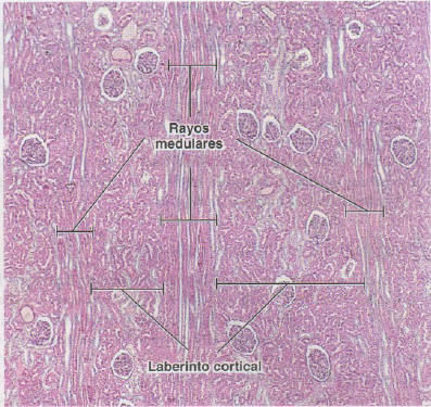 Sistema urinario at emaze Presentation