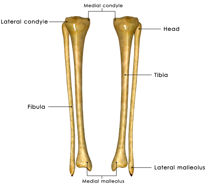 Кости голени малоберцовая кость. Большая берцовая и малая берцовая кость. Большая берцовая кость анатомия.