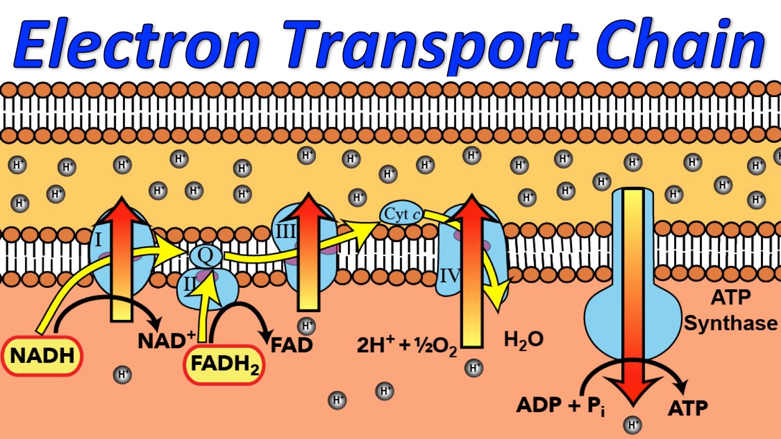 explain chemiosmosis hypothesis with help of schematic diagram