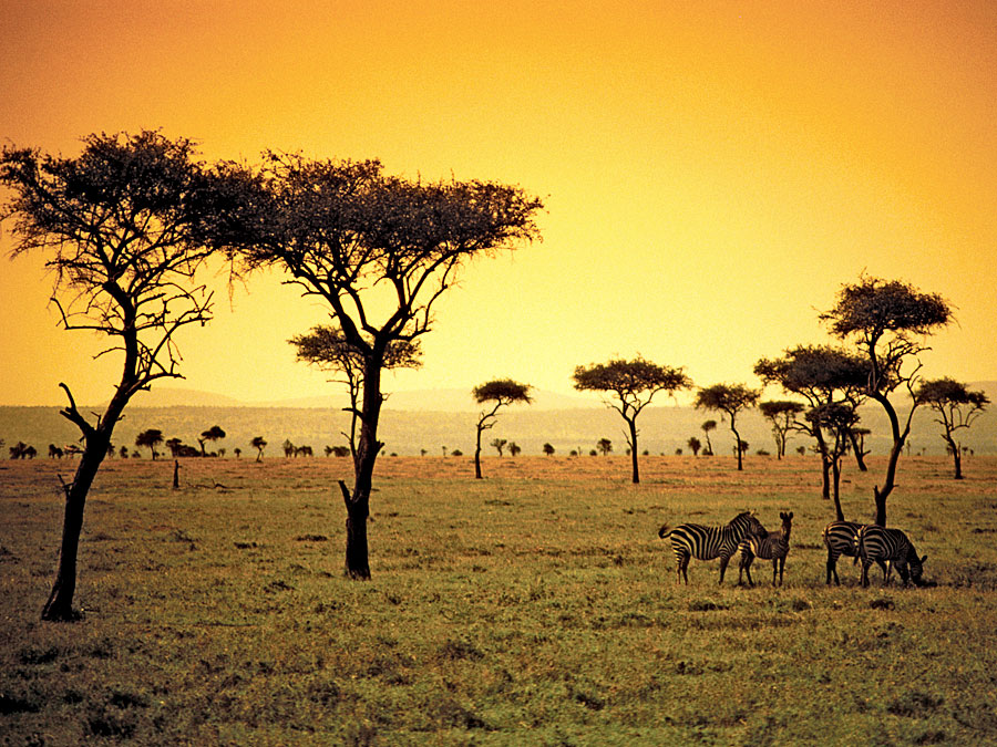 What Vegetation Grows In Savanna Climates