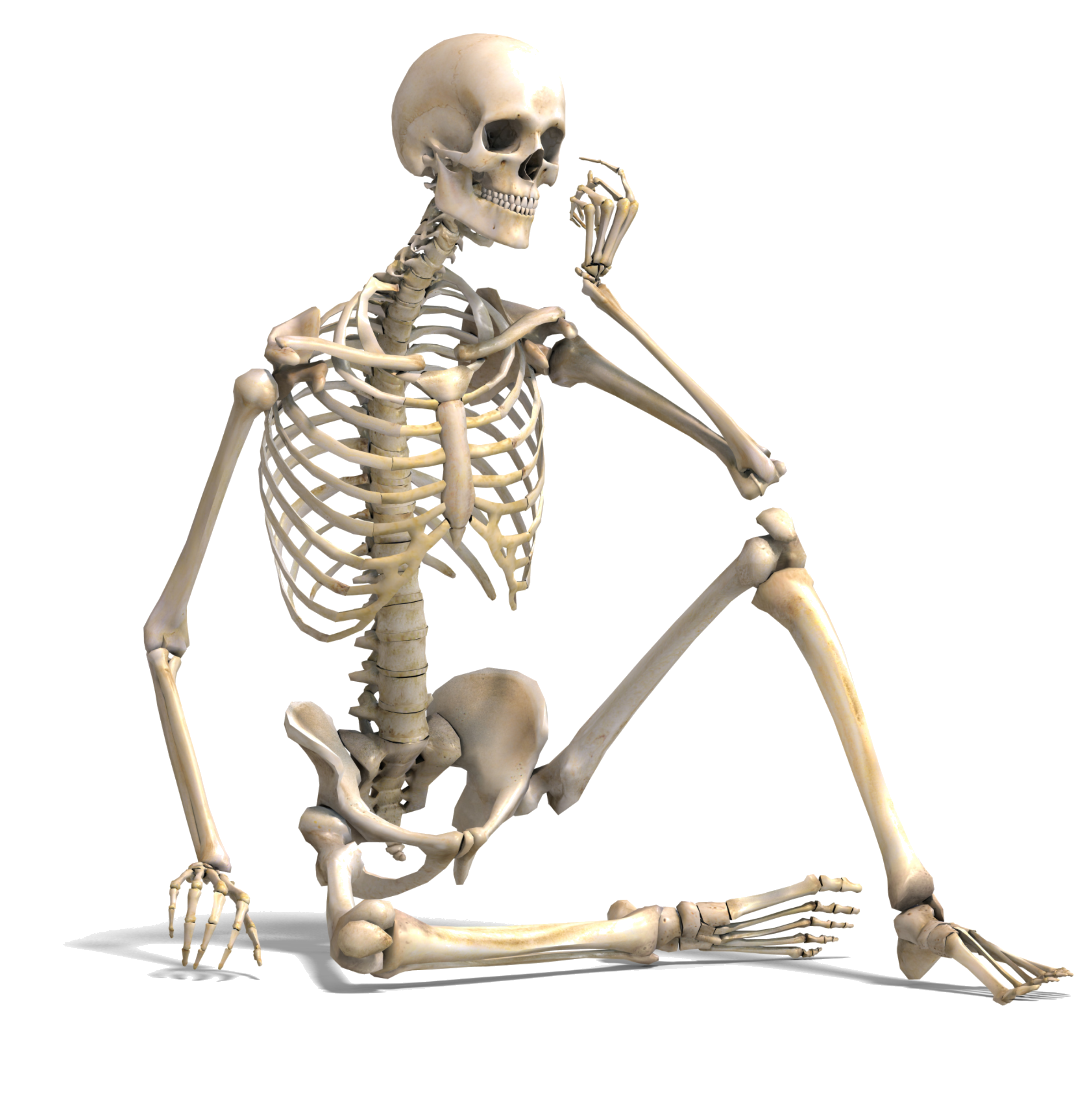 largest-bone-in-skeletal-system