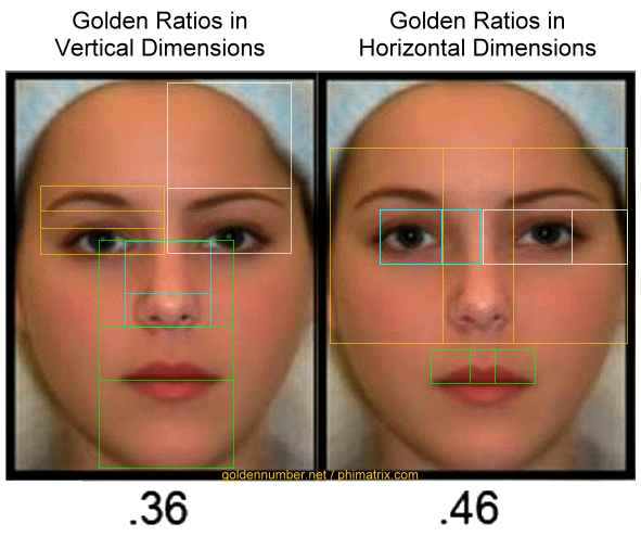golden ratio in human body