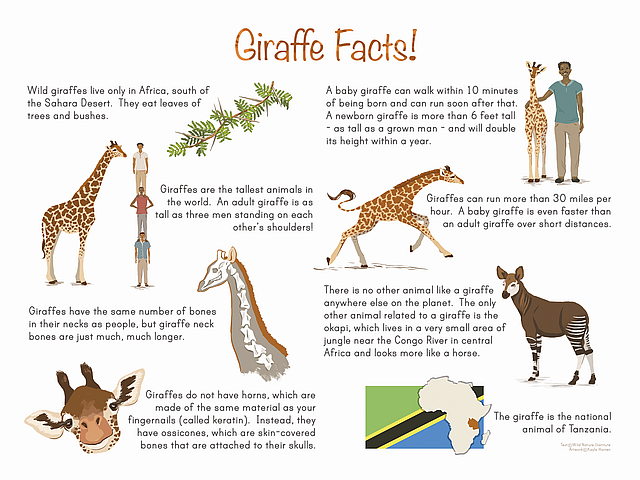 Giraffes are tall than elephants. Жираф. Части жирафа. Задания про жирафа. Задания на тему жирафа для детей.