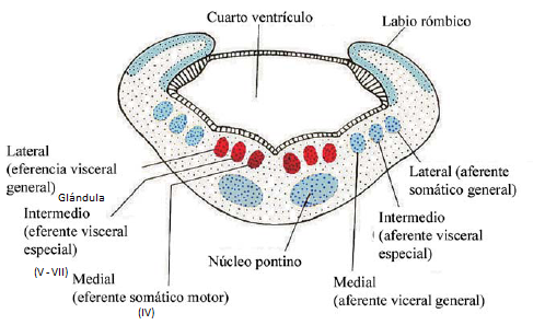 Labios Rombicos sistema nervioso at emaze Presentation