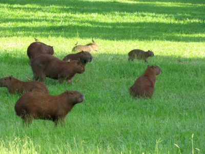 Capybara at emaze Presentation