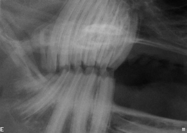 Chinchilla Radiology at emaze Presentation