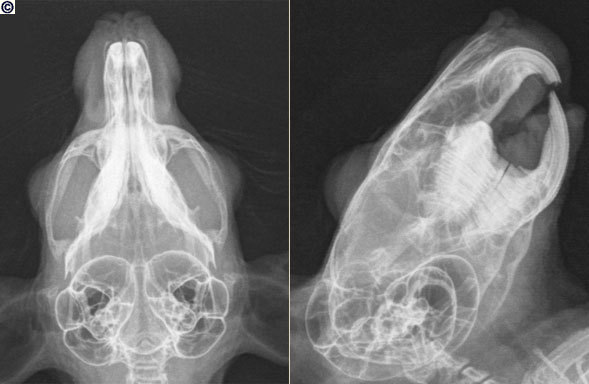 Chinchilla Radiology at emaze Presentation