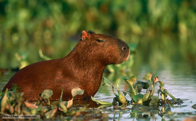 Capybara at emaze Presentation