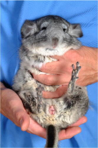 Chinchilla Radiology at emaze Presentation