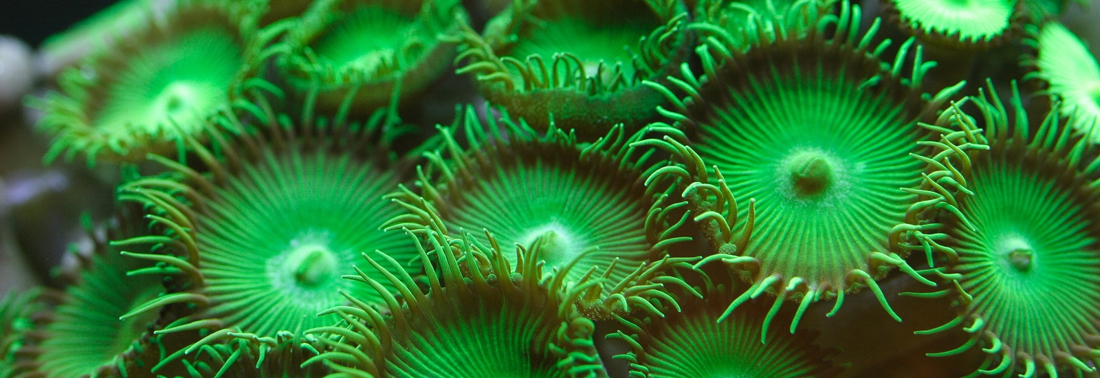 Морская вода бактерии. Фитопланктон диатомовые водоросли. Одноклеточные планктонные водоросли. Планктон и фитопланктон. Морской фитопланктон водоросль.