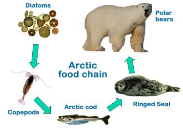 Arctic food. Цепь питания белого медведя в Арктике. Цепь питания белого медведя. Цепь питания белого мед. Цепь питания арктических животных.