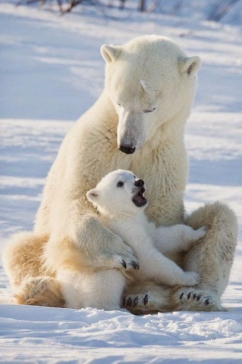 polar bears on emaze polar bears on emaze