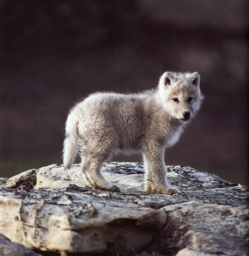 Comment S Appelle La Femelle Du Loup Le loup on emaze