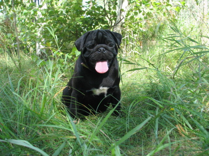 Mops at emaze Presentation