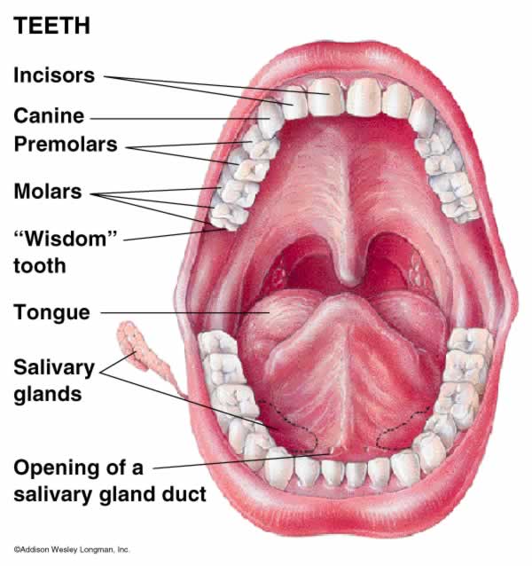 Image result for mouth digestion