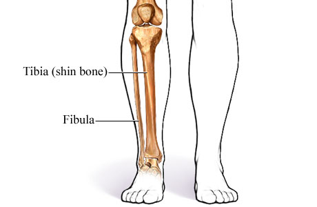 Where is the shin located on the body?