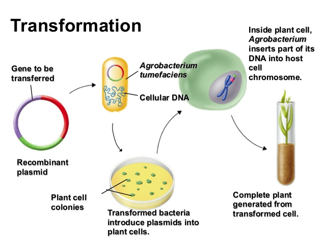 Исследователь трансформировал клетки бактерий плазмидой содержащей ген. Бактерия Agrobacterium tumefaciens. Трансформация бактерий. Трансформация агробактерий. Agrobacterium tumefaciens ДНК.