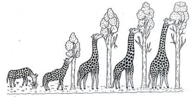 Image result for giraffe evolution