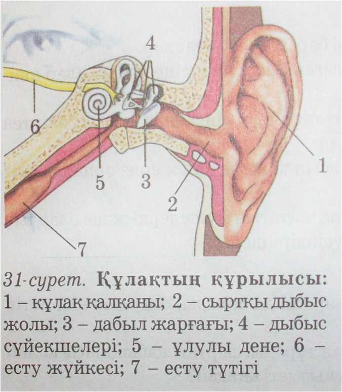 Бас бөлігіндегі шытырман