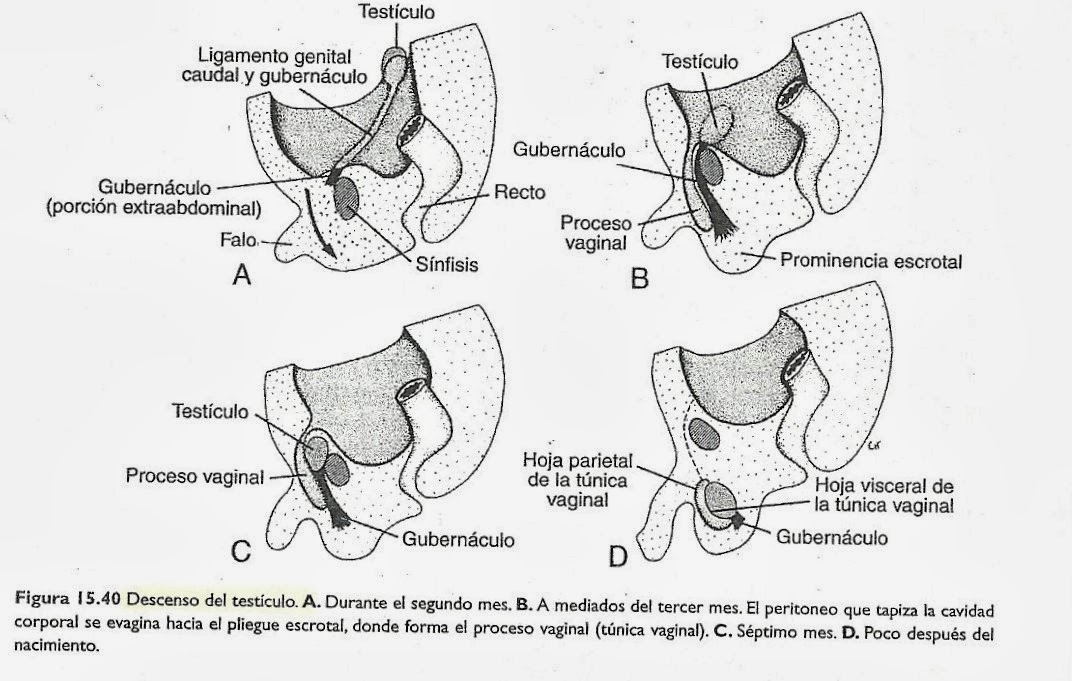 Resultado de imagen para descenso de los ovarios