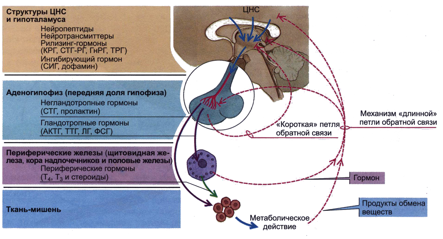 Эндокринология гормоны. Гормоны желёз внутренней секреции. Механизм обратной связи в гормональной регуляции. Механизмы регуляции нейроэндокринной системы. Общая схема регуляции эндокринной системы.