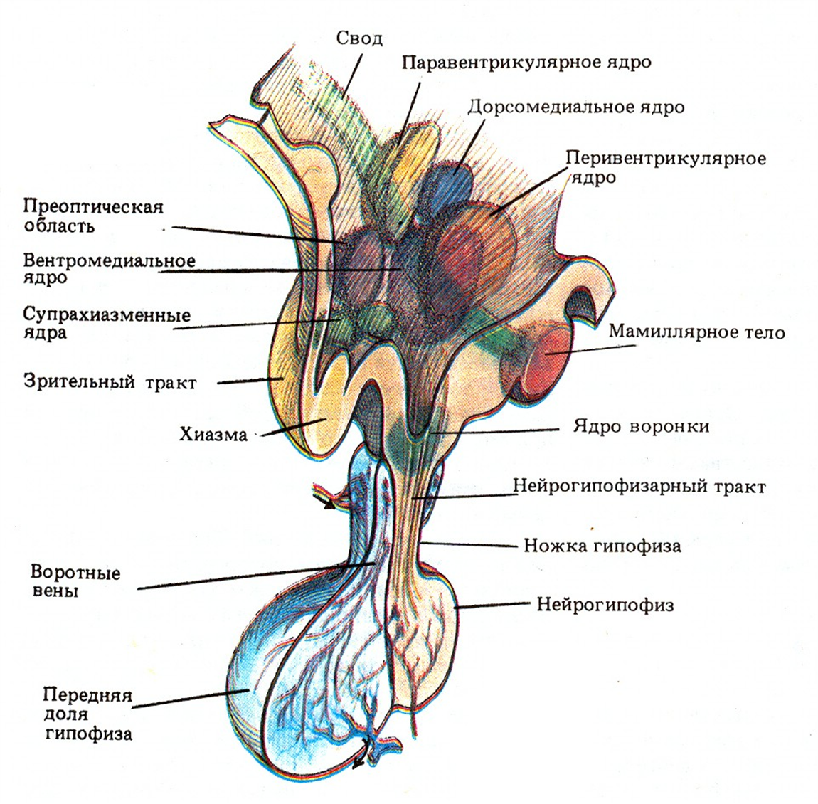 Латеральные ядра гипоталамуса. Преоптическая зона гипоталамуса. Гипоталамус центр вегетативной нервной системы. Гипоталамус наружное строение. Вегетативным является ядром