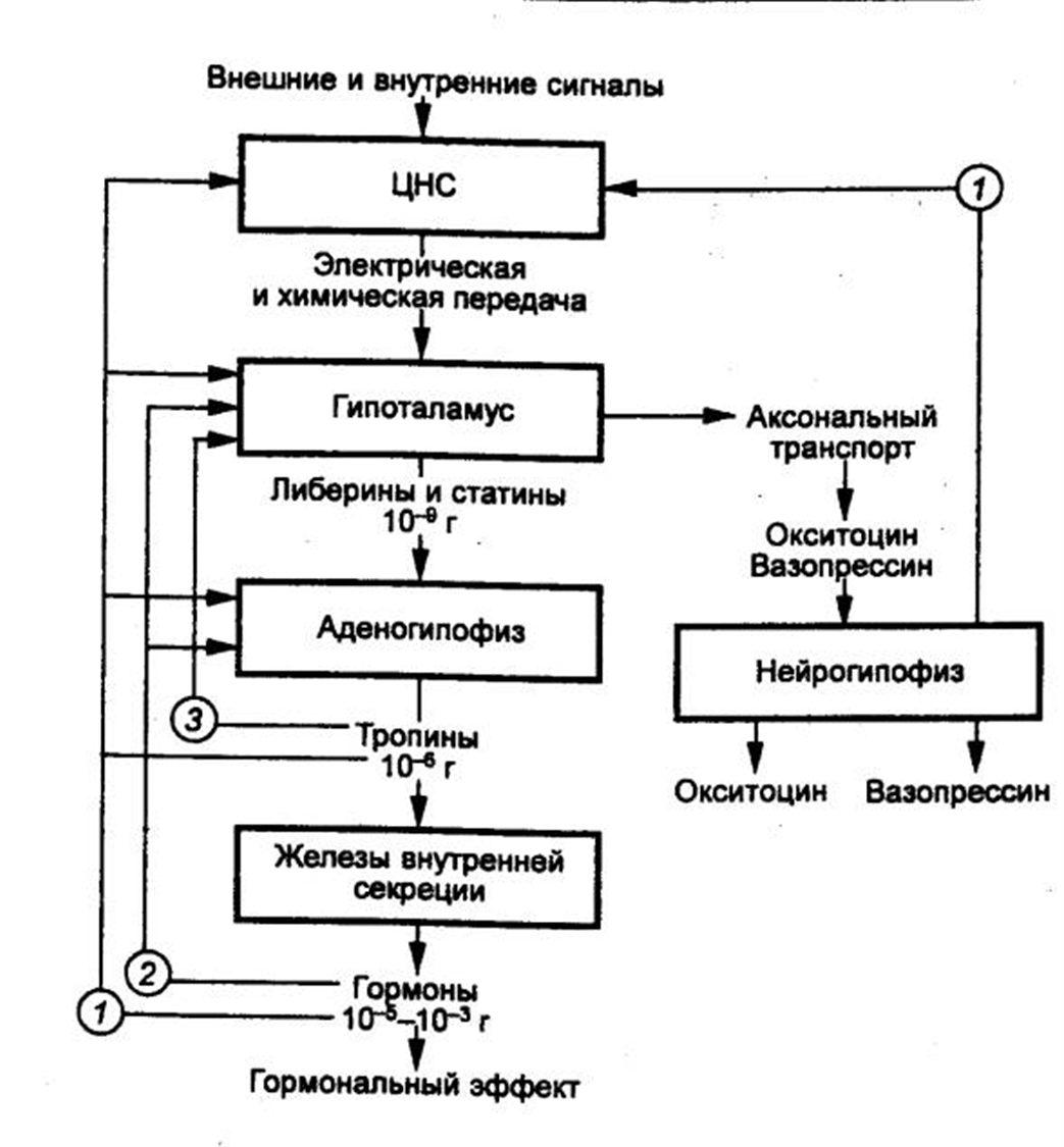 Стохастический резонанс. Схема механизма нейроэндокринной регуляции. Релейные элементы классификация. Внутренний сигнал. Сигналы апоптоза.