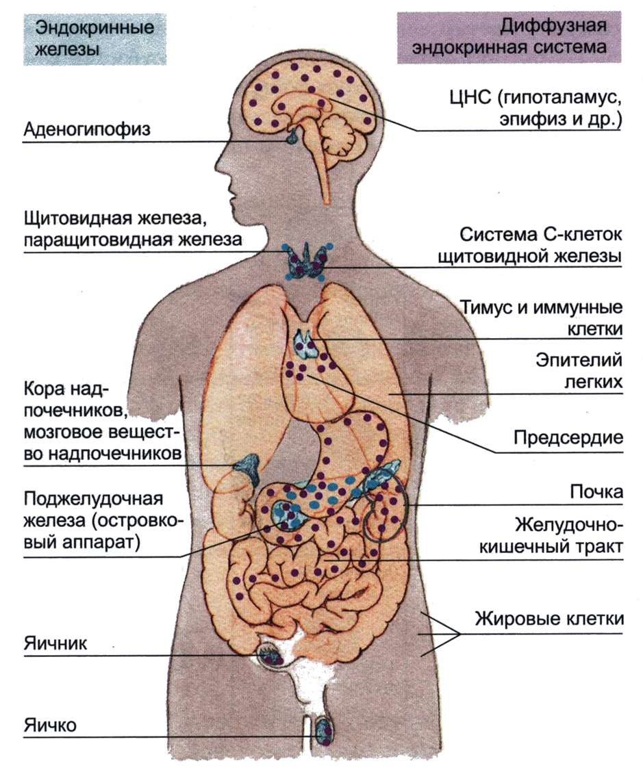Какие железы связаны с эндокринной системой. Диффузная эндокринная система физиология. Система желёз внутренней секреции. .Система желез внутренней секреции. Функции. Диффузная эндокринная система ЖКТ таблица.