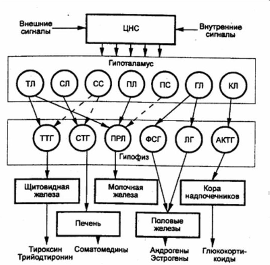 Внутренний сигнал. Звуковой сигнал. Нейрональный контроль секреции гормонов. Внутренний сигнал. Внутренний сигнал.