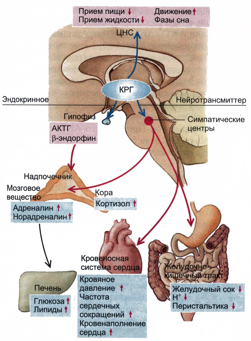 Физиология внутренней секреции. Кортикотропин рилизинг гормон. Классические эндокринные железы. Рилизинг гормоны это физиология. Схема кортикотропин рилизинг гормон.