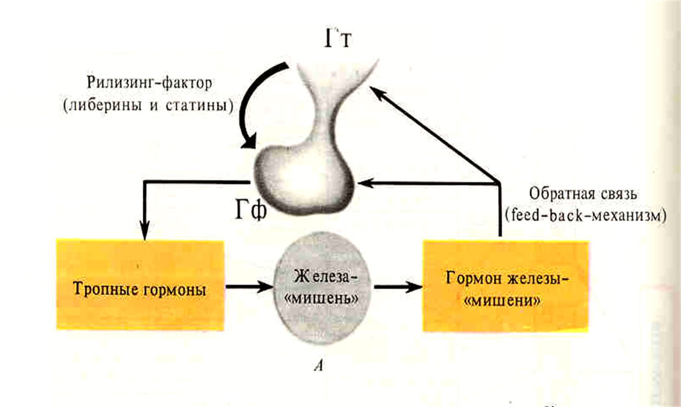 Принцип обратной связи гормонов гипофиза. Гипоталамус и гипофиз схема. Схема взаимодействия гипоталамуса и гипофиза. Функциональная ось: гипоталамус-гипофиз-мужские половые железы. Взаимосвязь гипоталамуса и гипофиза.