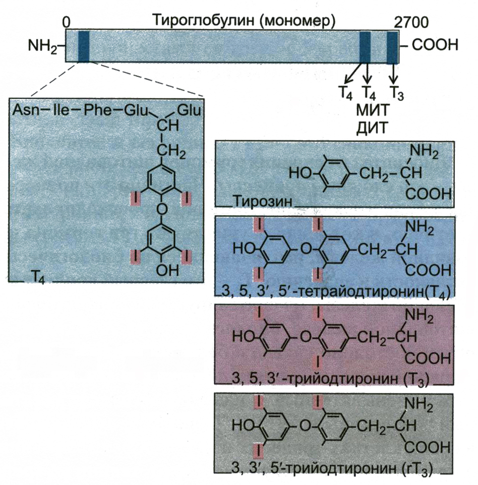 Определение тиреоглобулина. Тиреоглобулин строение. Тиреоглобулин щитовидной железы синтезируется. Тиреоглобулин структура. Строение тиреоглобулина.