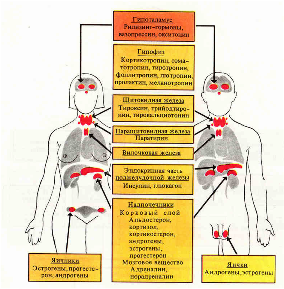 Эндокринология гормоны. Эндокринная система железы внутренней секреции. Схема желез внутренней секреции. Эндокринная система железы и гормоны. Железы внутренней секреции и их функции схема.
