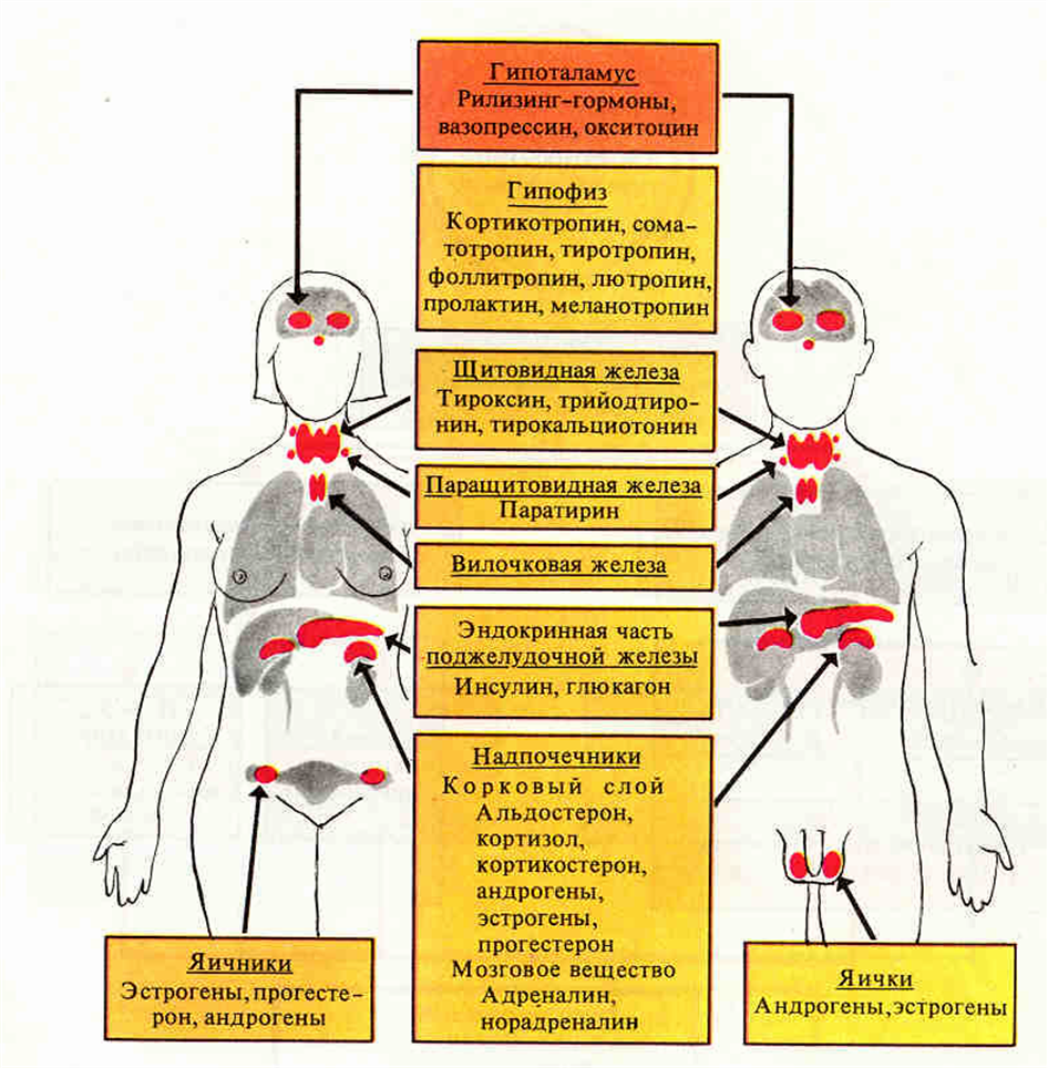 Какие железы внутренней секреции стимулируют половое. Функции желез внутренней секреции физиология. Схема желез внутренней секреции. Железы внутренней секреции гормоны. Эндокринная система железы и гормоны.