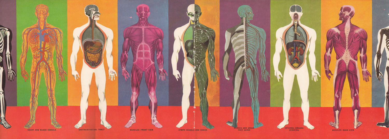 Human de. Анатомия человека медицинский. Человеческий организм Эстетика.