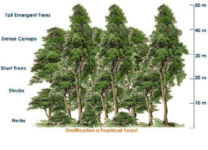 Trangular Forestation Untitled at emaze Presentation