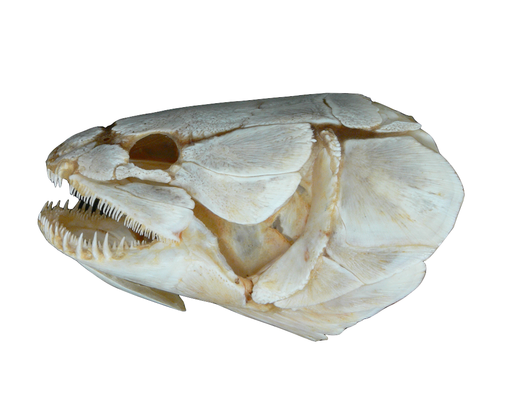 Actinopterygii at emaze Presentation