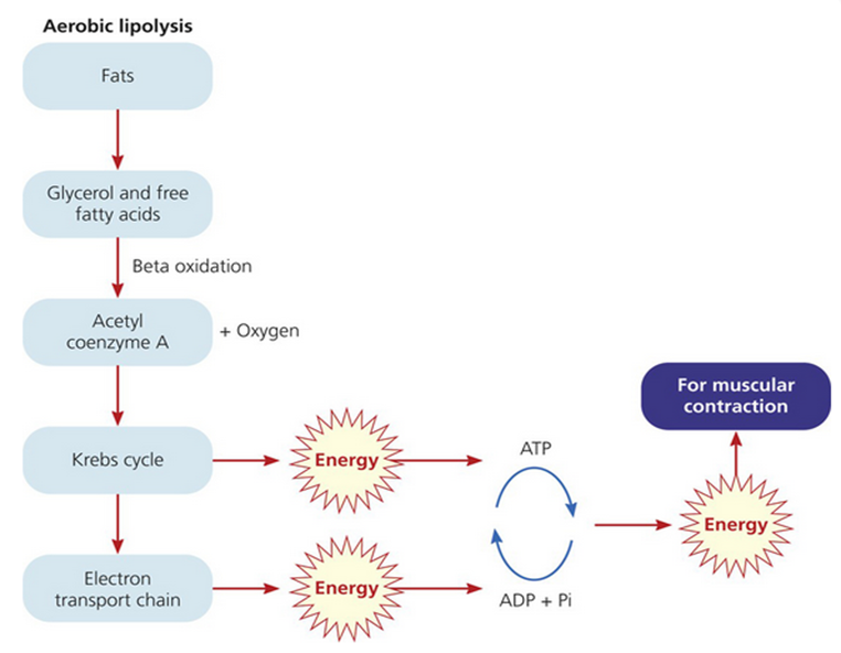 Y12 PE: Unit 3 on emaze