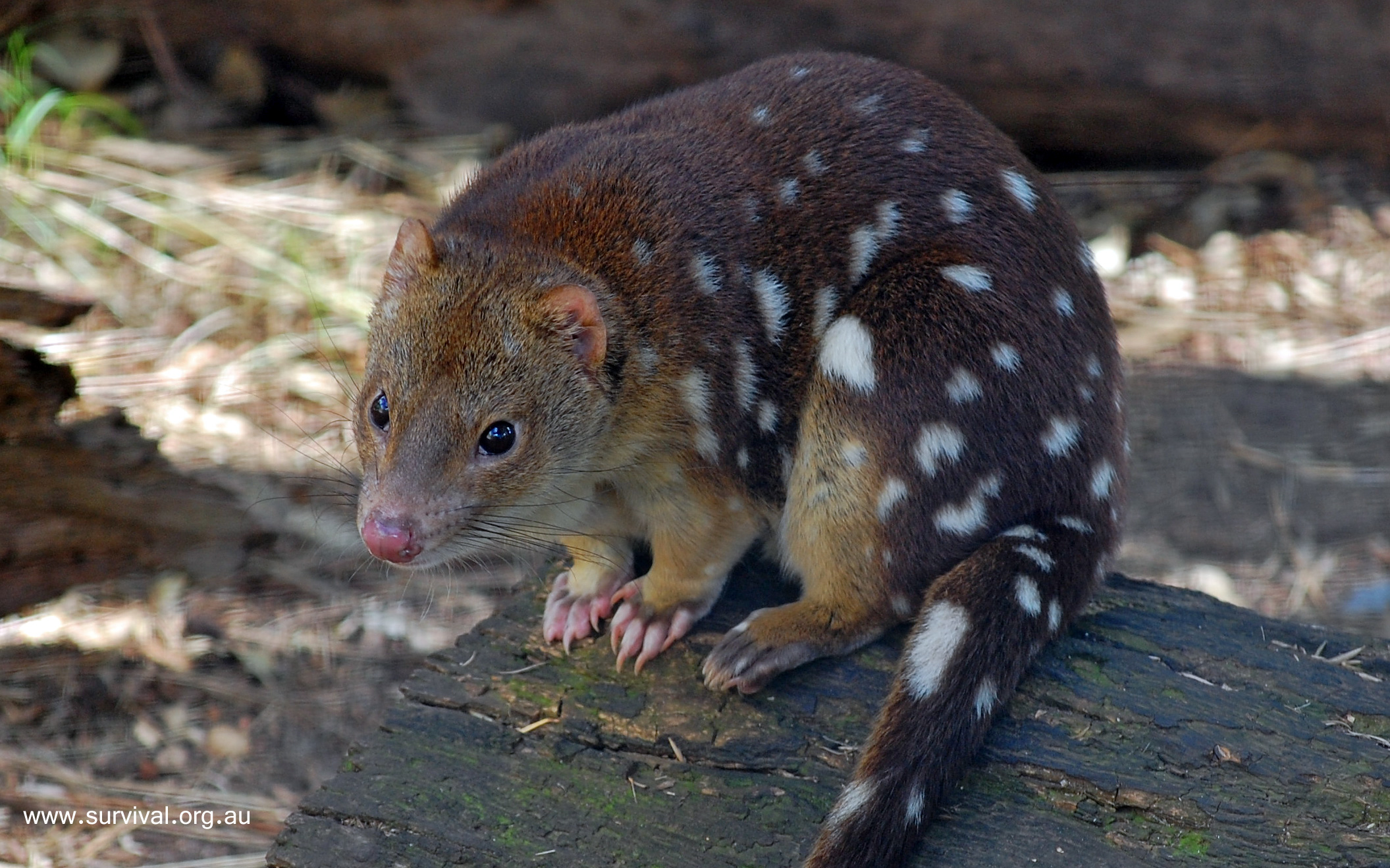 Quoll at emaze Presentation