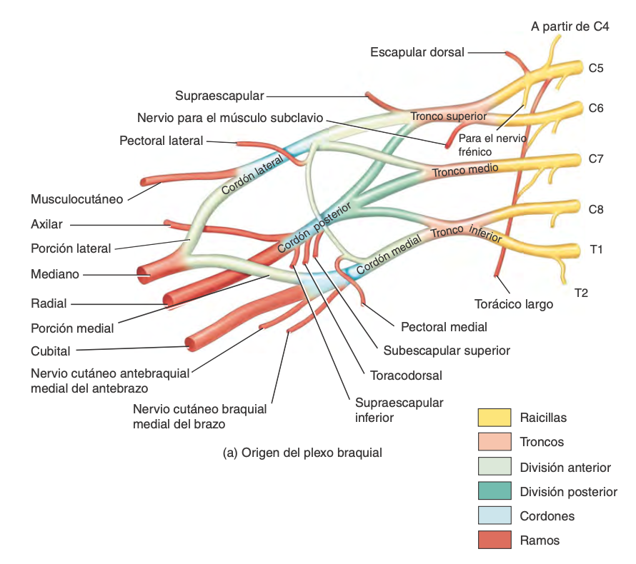 Nervios De Miembro Superior