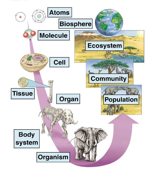 Worksheets Levels Of Organization Biology Worksheet levels of organization worksheet vintagegrn collection biology bloggakuten