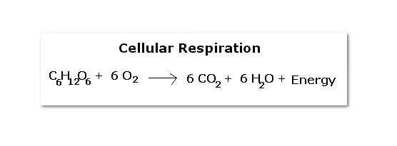Equation Of Cell Respiration Talkchannels Cellular Respiration On Emaze