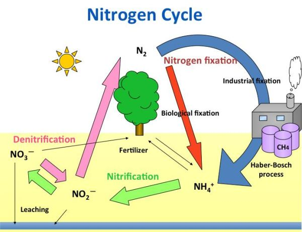 Where Do Nitrogen Fixing Bacteria Live