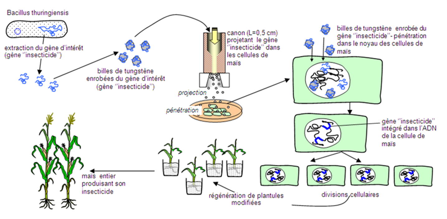 Bacillus thuringiensis это представитель рода. Bacillus thuringiensis эндотоксин. Биопрепараты на основе Bacillus thuringiensis. Бактериальные препараты Bacillus thuringiensis. Bacillus thuringiensis Кристаллы.