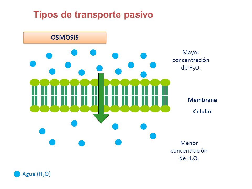 Ejemplos De Difusion Facilitada En La Vida Cotidiana Nuevo Ejemplo Images