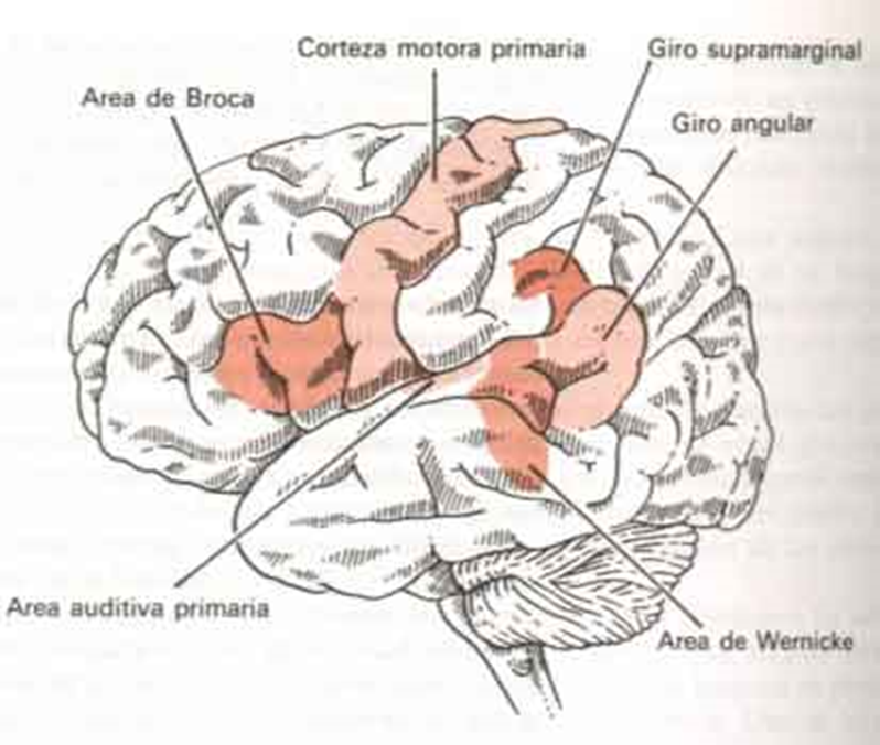 giro angular y supramarginal