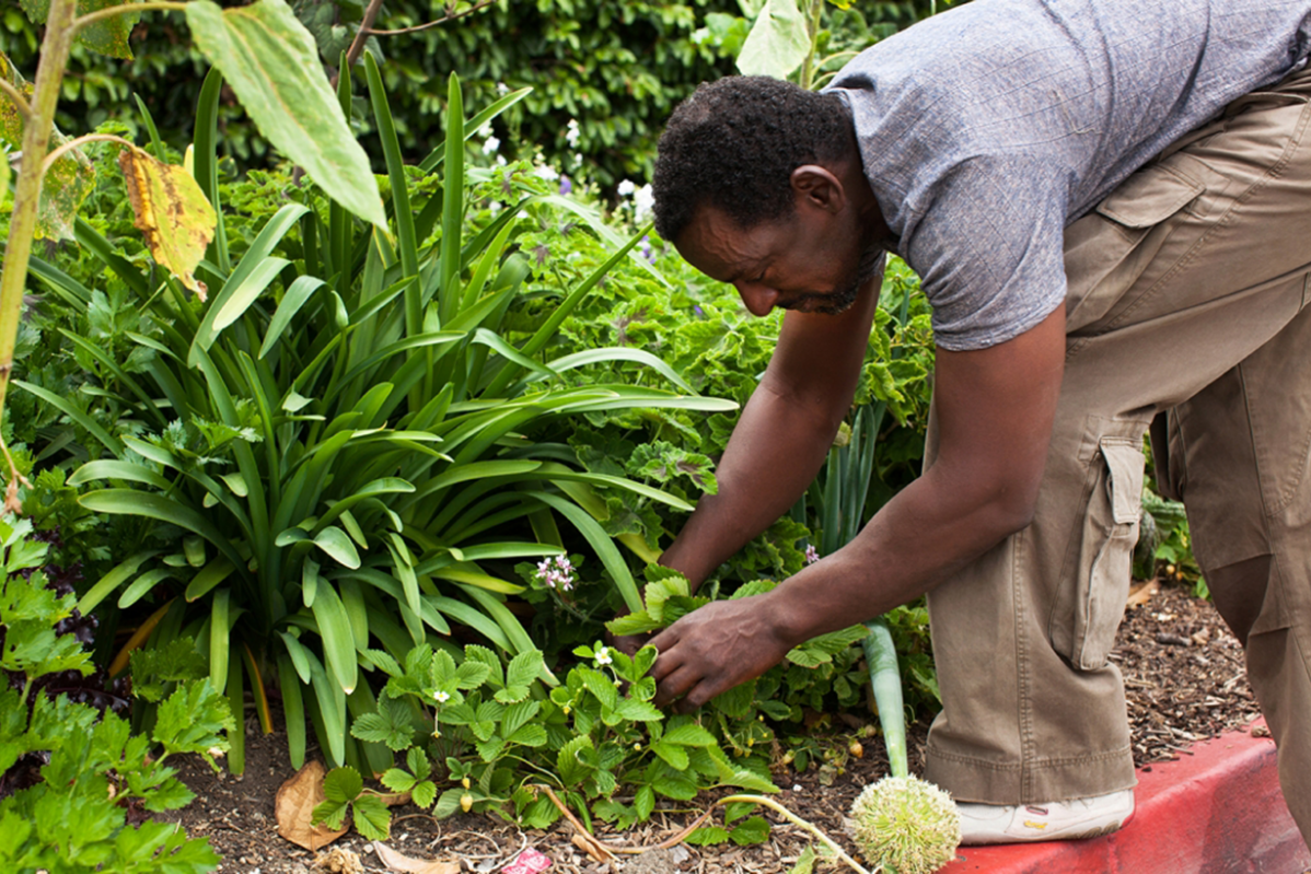 The Wife And The Black Gardeners 3
