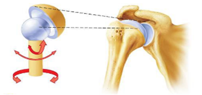 Ball and Socket Joint. Socket — сустава. Оси вращения плечевого сустава.